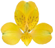 گل آلسترومریا استرادو